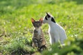 Two little kittens on green grass