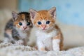 Two little kittens are looking at the camera Royalty Free Stock Photo