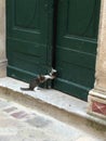 Two little kittens playing, one preventing the other from getting inside front door Royalty Free Stock Photo