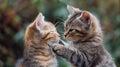 Two little kittens playing and cuddling Royalty Free Stock Photo