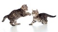 Two little kittens playing together Royalty Free Stock Photo