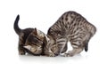 Two little kittens playing together Royalty Free Stock Photo