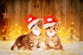Two little kittens sitting in the snow with Christmas deco