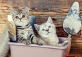 Two little kittens sitting in washbowl