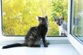 Two little kittens are sitting at the window in summer and looking at the street