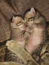 Two little kittens....sleeping in heart shape