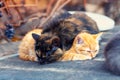 Two little kittens Royalty Free Stock Photo
