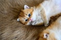 Two little kittens are sleepy and lying on a brown fur carpet, a golden British Shorthair cat, pure pedigree. Beautiful and cute. Royalty Free Stock Photo