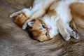 Two little kittens are sleepy and lying on a brown fur carpet, a golden British Shorthair cat, pure pedigree. Beautiful and cute. Royalty Free Stock Photo