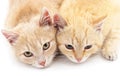 Two little kittens. Royalty Free Stock Photo