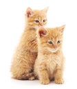 Two little kittens. Royalty Free Stock Photo