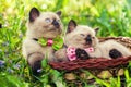 Two little kittens Royalty Free Stock Photo