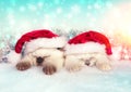 Two little kittens wearing santa hat Royalty Free Stock Photo
