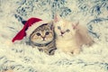 Two little kittens wearing Santa hat Royalty Free Stock Photo