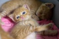 Two little kittens were sleeping soundly on the bed when one was woken up Royalty Free Stock Photo
