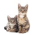 Two little kittens. Royalty Free Stock Photo