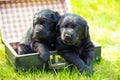 Two little labrador retriever puppies are lying in an old suitcase Royalty Free Stock Photo