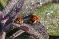 Two Little Ladybirds Resting on a Leaf Royalty Free Stock Photo