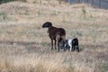 Two little lambs born to a black sheep Royalty Free Stock Photo