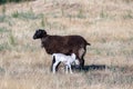 Two little lambs born to a black sheep Royalty Free Stock Photo