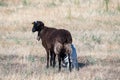 Two little lambs born to a black sheep Royalty Free Stock Photo