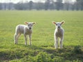 Two little lambs in the field
