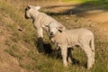 Two little lambs grazing on slope Royalty Free Stock Photo