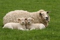 Two little lambs looking at you Royalty Free Stock Photo