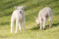 Two little lambs in the meadow Royalty Free Stock Photo