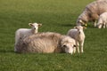 Two little lambs and mother sheep looking at you Royalty Free Stock Photo