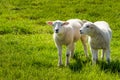 Two little lambs standing in a fresh meadow Royalty Free Stock Photo