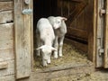 Two little lambs staying in the door in farm and waiting their f