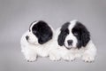 Two little Landseer puppies portrait Royalty Free Stock Photo