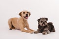 Two little lovely dogs in studio