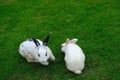 Two little lovely white rabits play together on green grass during in the afternoon Royalty Free Stock Photo