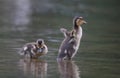 Two Little Mallard Ducklings in Spring Royalty Free Stock Photo