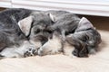 Two little miniature schnauzer puppies sleeping side by side on the floor. Bearded schnauzer puppies. Family of dogs Royalty Free Stock Photo