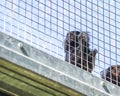 Two little monkey in cage Royalty Free Stock Photo
