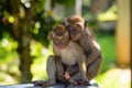 Two little monkeys hug while sitting on a fence