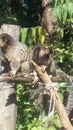 Two little monkeys kissing on a tree Royalty Free Stock Photo