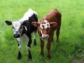 Brown and white and black and white newborn calves in the meadow