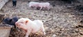 Two little newborn pigs on the farm run to eat. one cute black pig, one light pig in the pen. farm concept Royalty Free Stock Photo