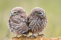 Two Little owl, Athene noctua, sitting on a stone. Young birds