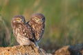 Two Little Owl Athene noctua, stands on a rock. Portrait close up Royalty Free Stock Photo