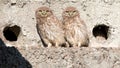 two little owl chicks sitting near their nest Royalty Free Stock Photo