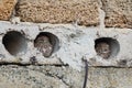 Two Little Owl hiding in a hole in a brick wall. Athene noctua Royalty Free Stock Photo