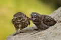 Two little owls sitting on a slope Royalty Free Stock Photo