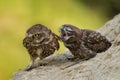 Two little owls sitting on a slope