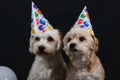 Two party dogs