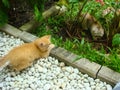 Two little persian cat playful